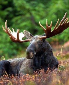 animals with antlers